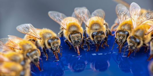 Too Hot to Buzz? How Bees Keep Their Cool in Summer