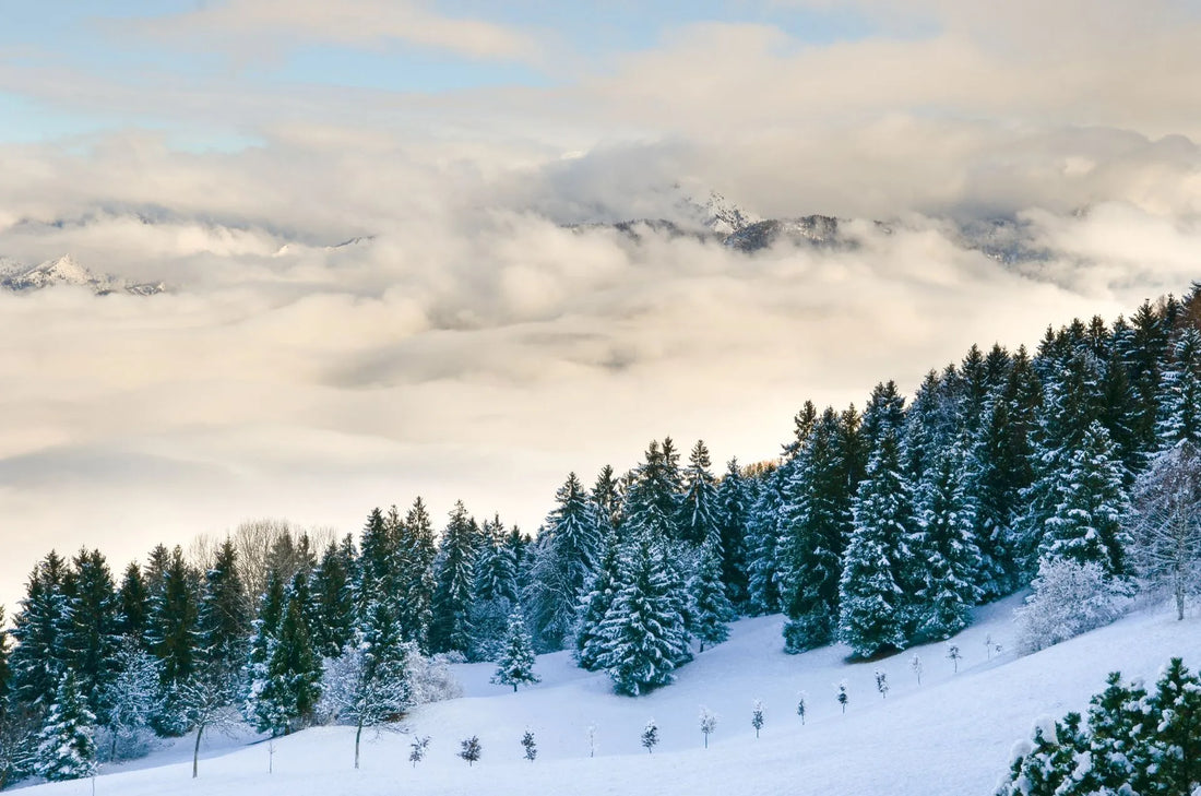 5 Sustainable Swaps for Your New Year’s Resolutions