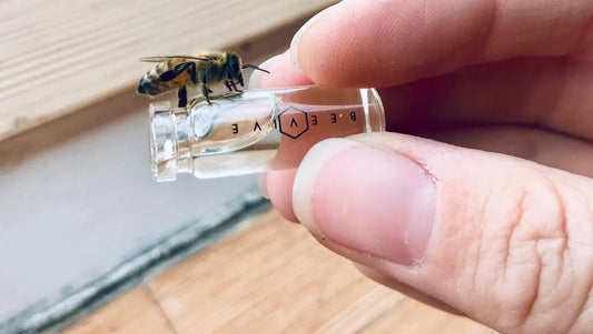 How Can You Tell if a Bee is Tired?