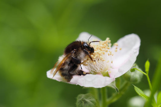 close up of a bee on a flower