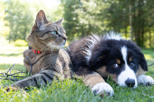 a cat and dog lying in the grass