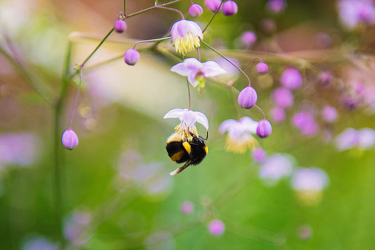 a buff-tailed bumblebee perched atop a vibrant purple flower. The petals of the flower are striped with white, and its center is yellow in colour