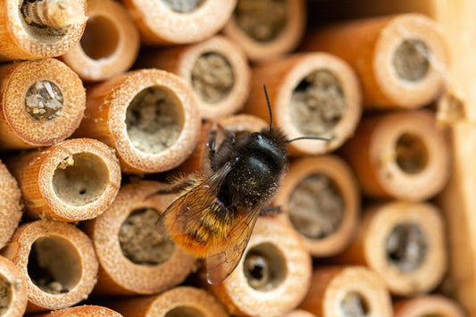 Winning Gift of the Year: We’re Buzzing
