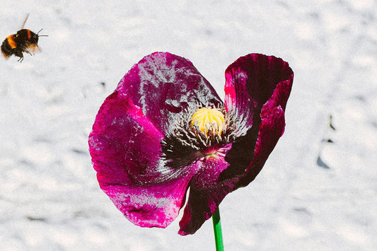 a bee elegantly flying towards a stunning purple flower