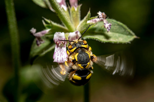 wool carder bee