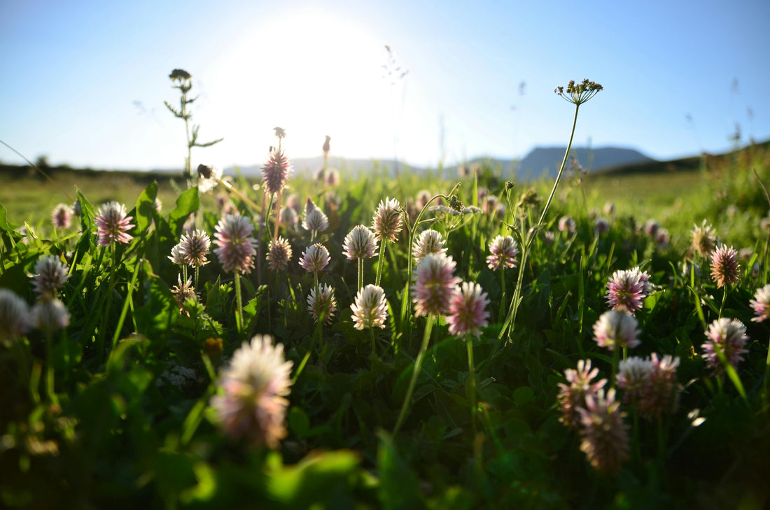 No Mow May and World Bee Day