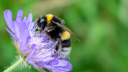 bee on a scabious flower head