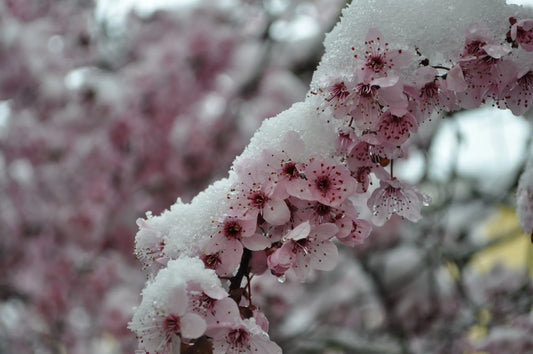 Understanding the Bee Life Cycle: Do Bees Hibernate in Winter