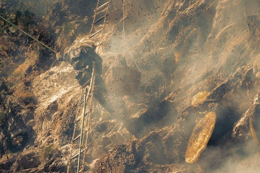 Meet the Himalayan Giant: The World’s Largest Honey Bee