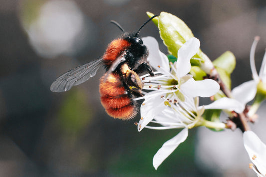 a stunning close-up of a tawny mining bee on a flower