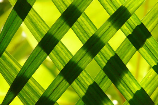 Tree Planting and Sustainability: What’s the Point?