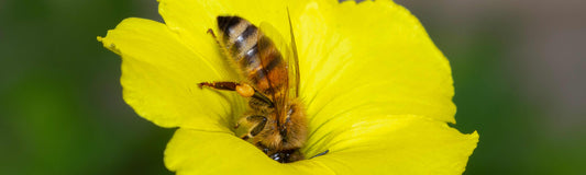 honey bee headfirst in yellow flower