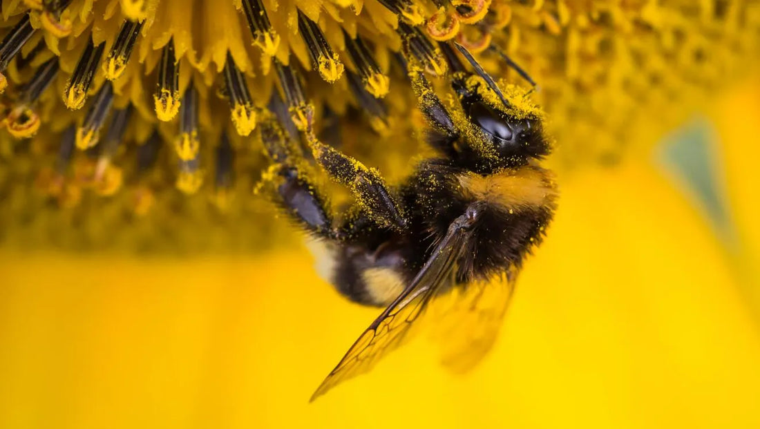 Why Are Bees Important?