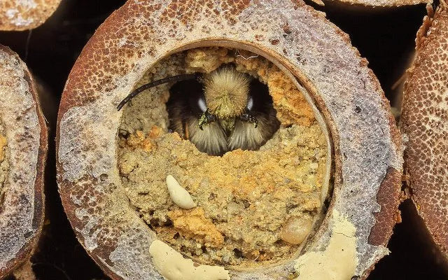 Family Gardening Activity - DIY Bee Hotel