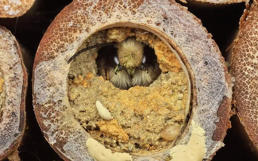 Family Gardening Activity - DIY Bee Hotel