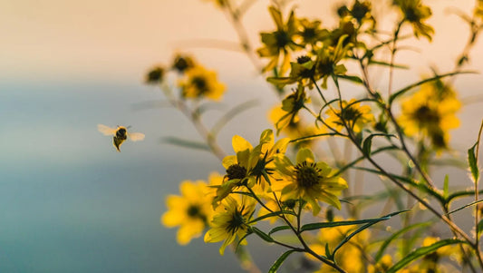 Planting for Pollinators in Autumn