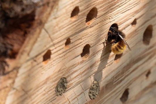 insect hotel