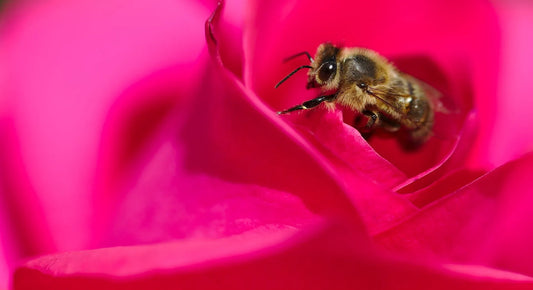 bee inside of a pink rose petal