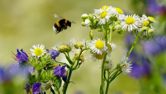 Do Bumblebees Sting?