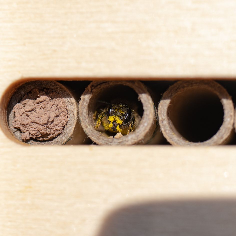 DIY Bee Hotel Kit - Gift of The Year 2024
