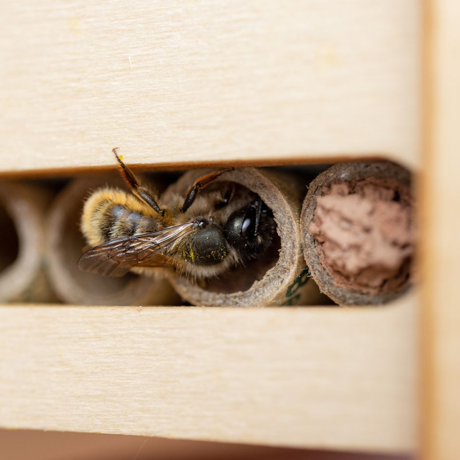 DIY Bee Hotel Kit - Gift of The Year 2024