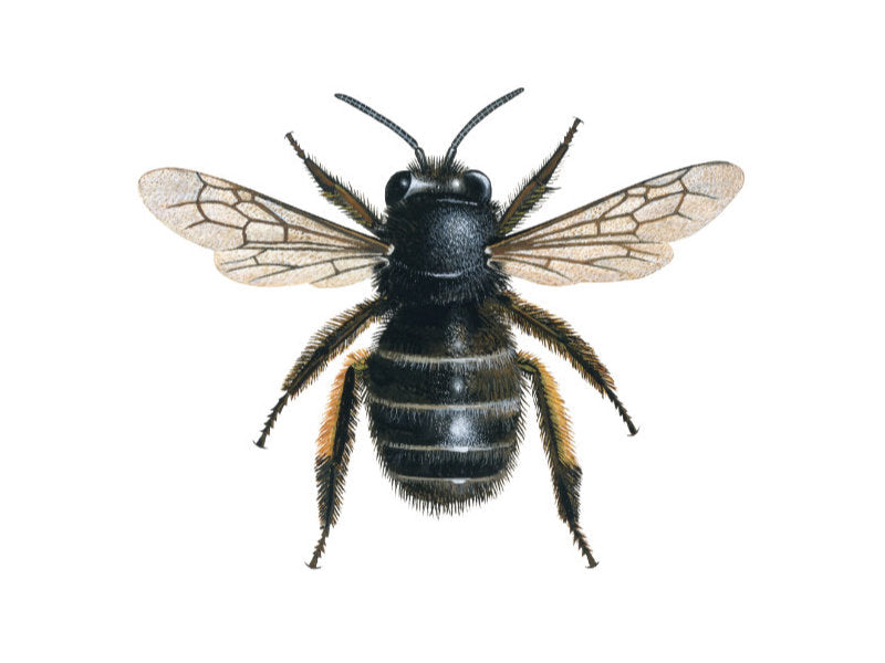 Illustration of female hairy-footed flower bee