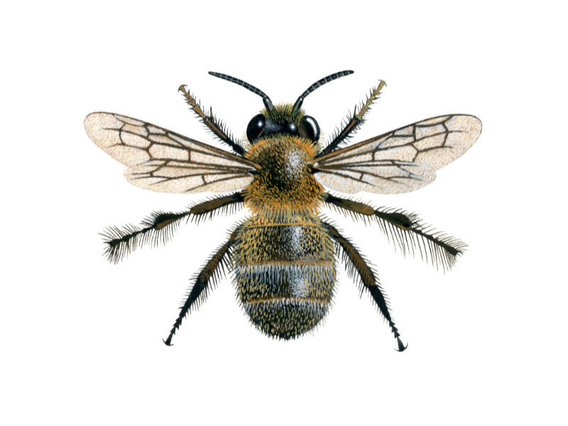 Illustration of male hairy-footed flower bee