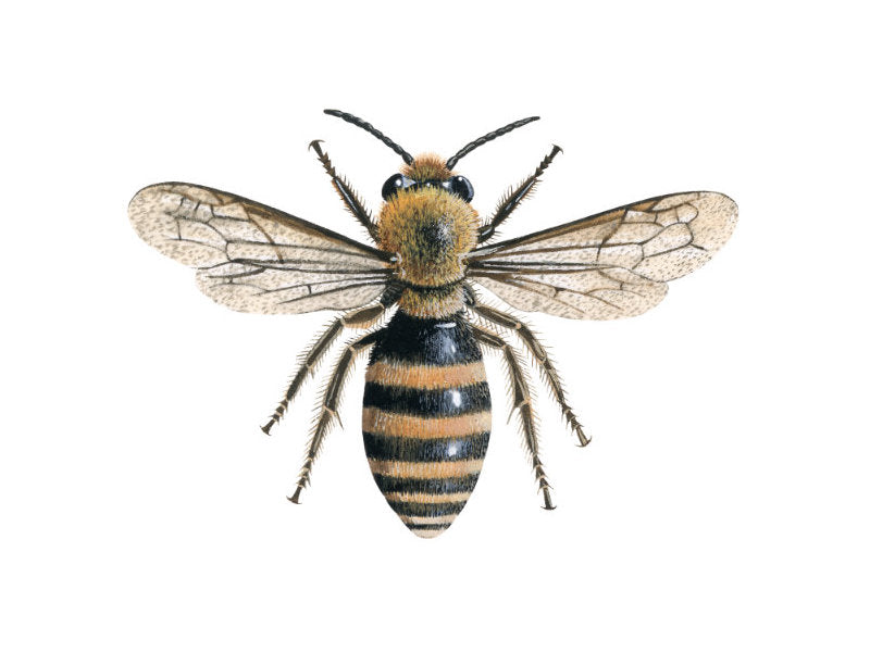 Illustration of female ivy mining bee