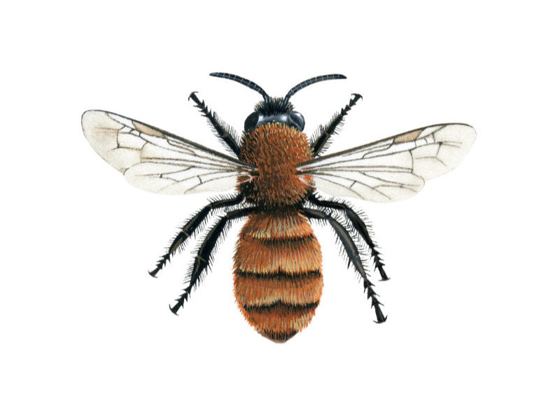 Illustration of female tawny mining bee