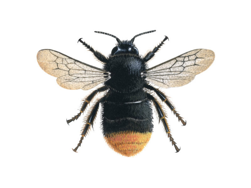 Illustration of queen red-tailed bumblebee