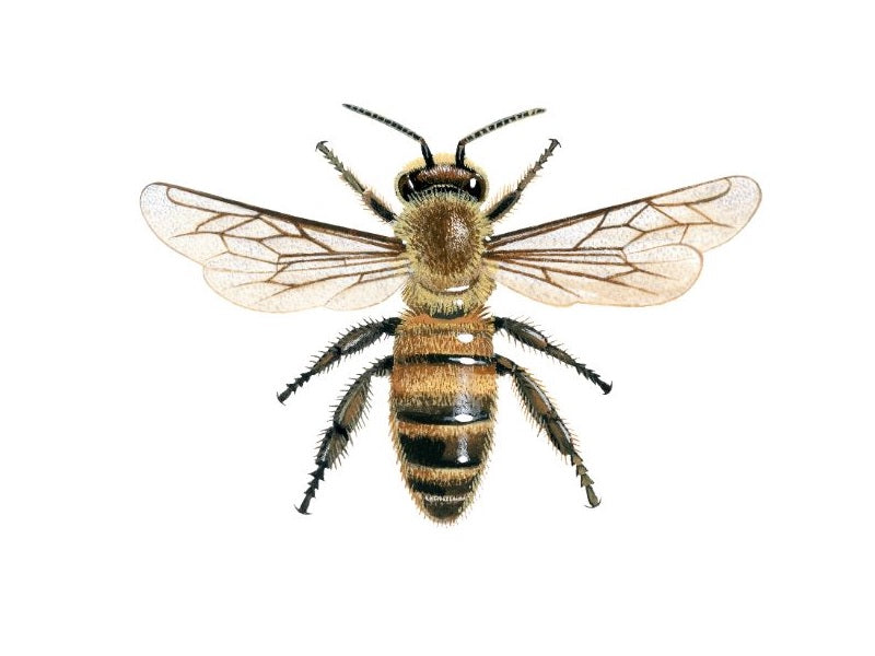 Illustration of female worker honey bee