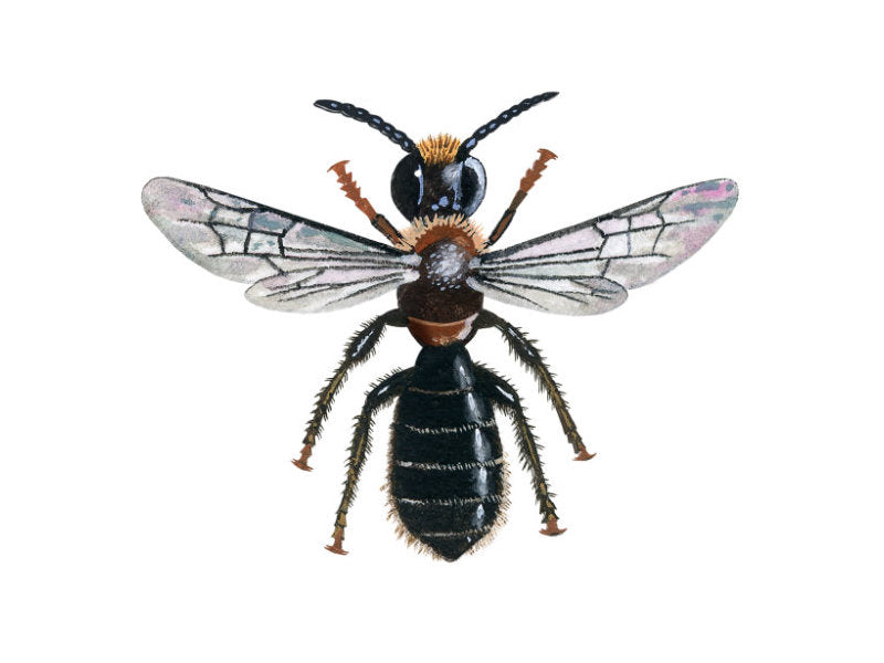 Illustration of female harebell carpenter bee