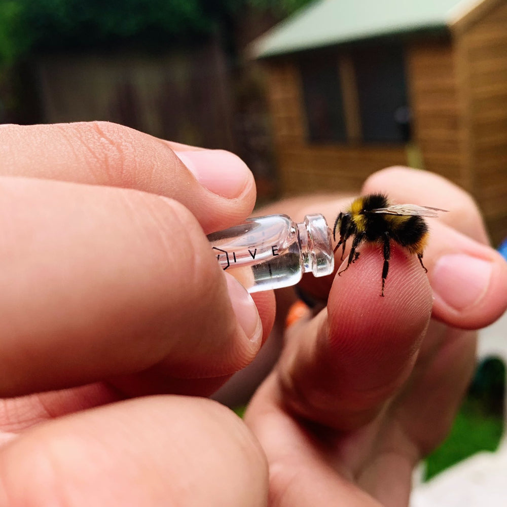 a close up of a bee drinking ambrosia syrup from a beevive revival kit - beevive