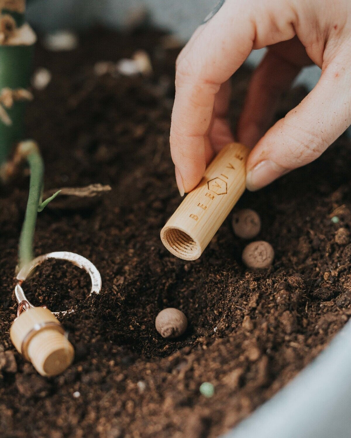 silver bee revival kit bamboo edition seedballs placed on soil