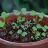 seed ball sprouting seeds