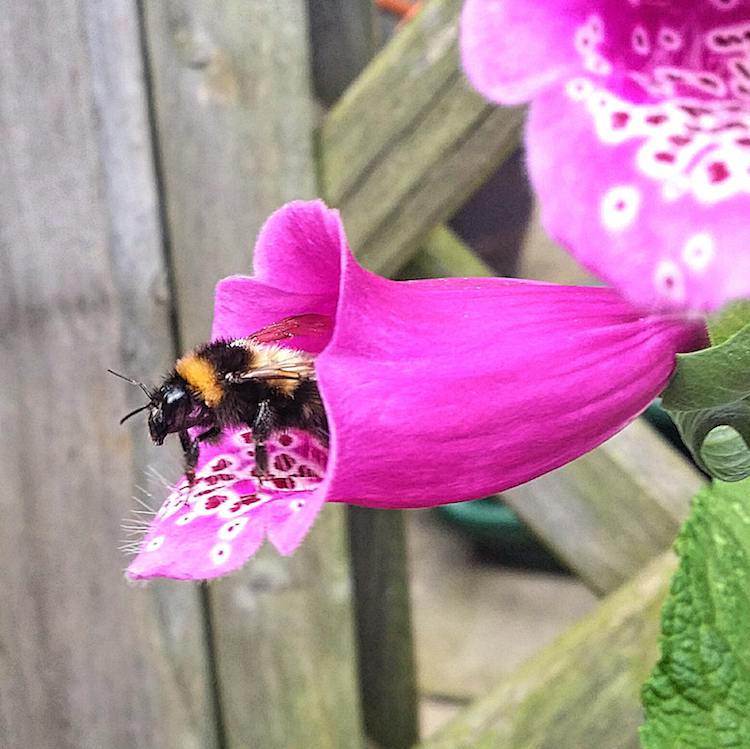 bee in foxglove