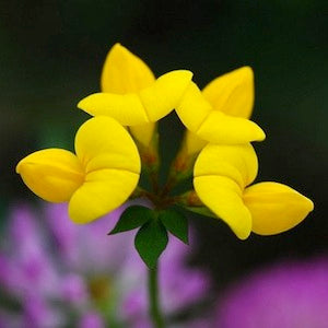 birdsfoot trefoil