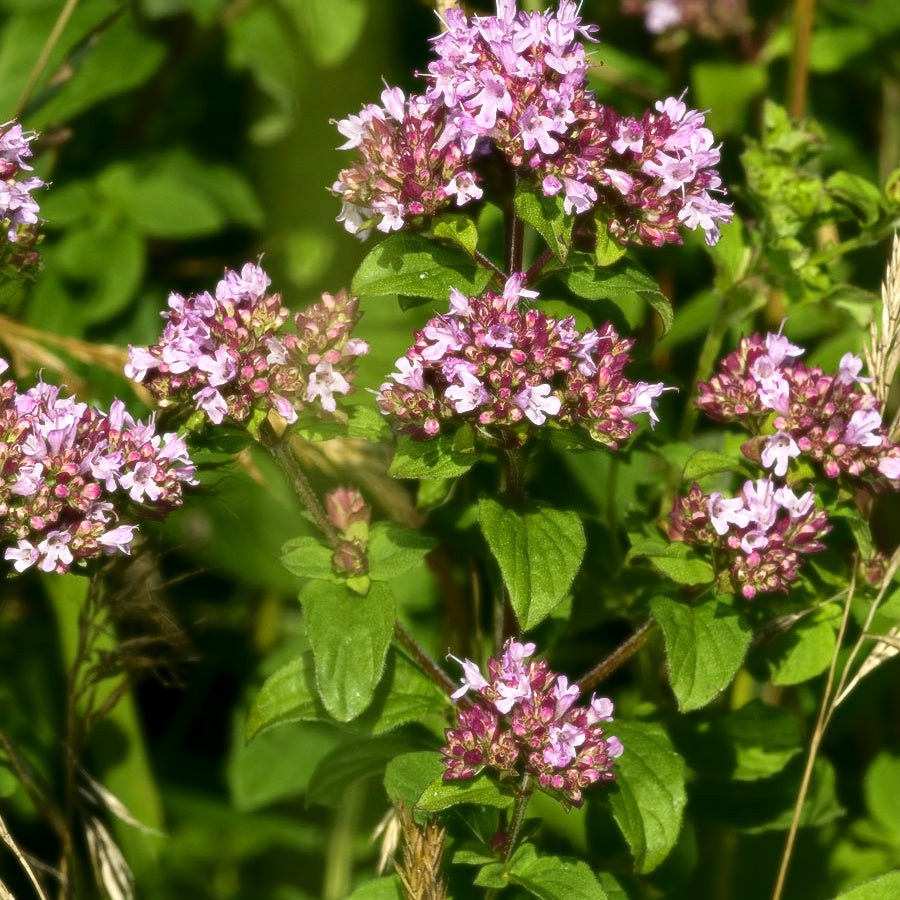 wild marjoram