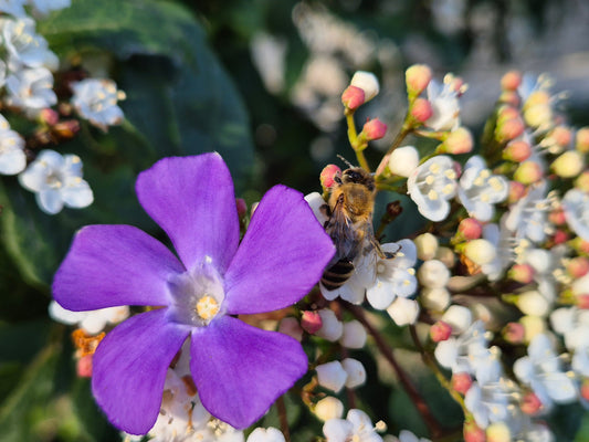 How Luna Saved Maizie: A Little Girl’s First Bee Rescue