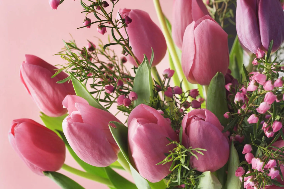 beautiful bunch of pink tulips with a pink bokeh background