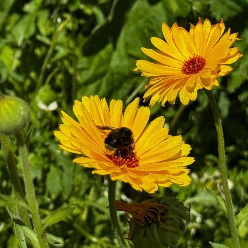 If Bees Disappeared Tomorrow: What Would Actually Happen?