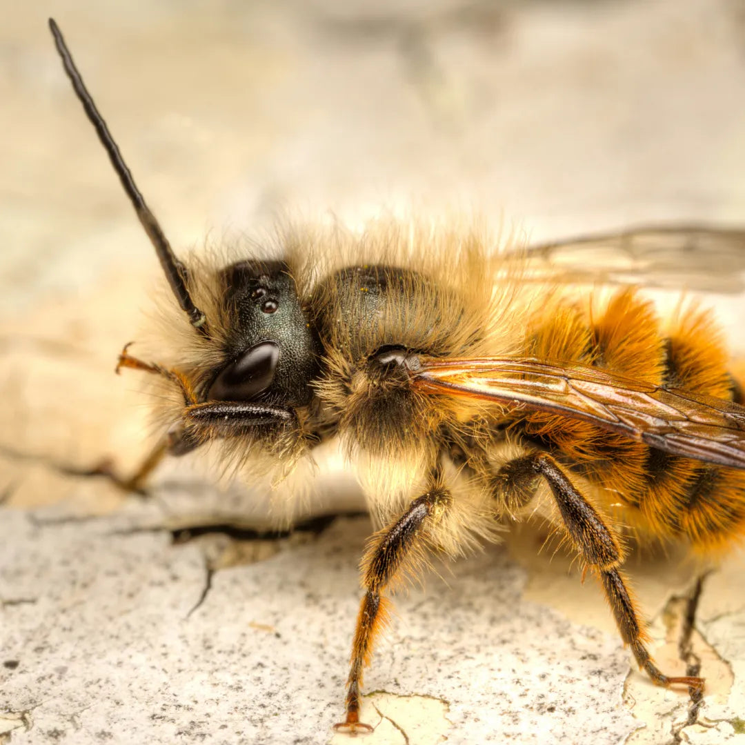 Bee Identification Quiz – Beevive