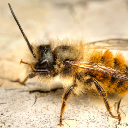 Bee Identification Quiz