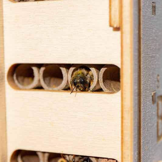 How Beevive Bee Hotels Are Different