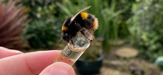bee drinking ambrosia from a bee revival kit