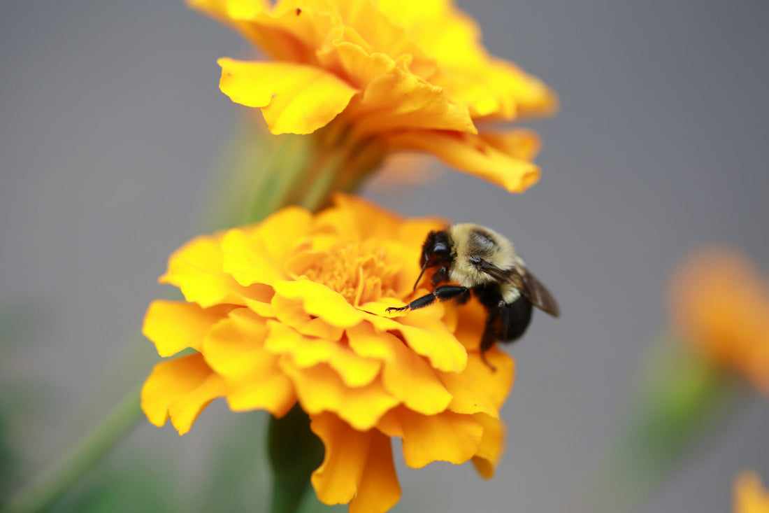 ashy mining bee on yellow flower with a grey, blurred background