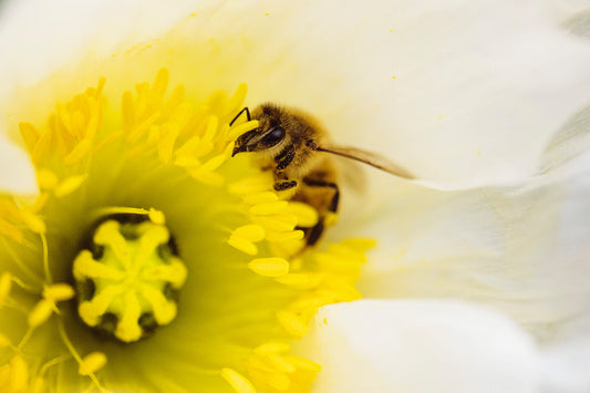 a close-up ofr a honey bee on a yellow flower with white petals
