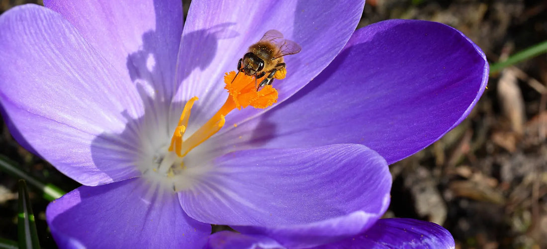 bee on crocus