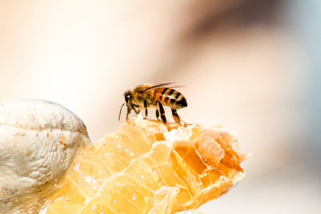 bee on a honeycomb