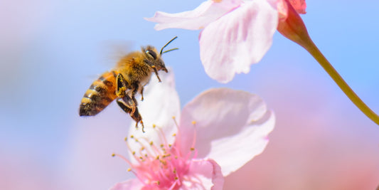 Why Bees Sting: The Science, the Myth, and What to Do If It Happens to You